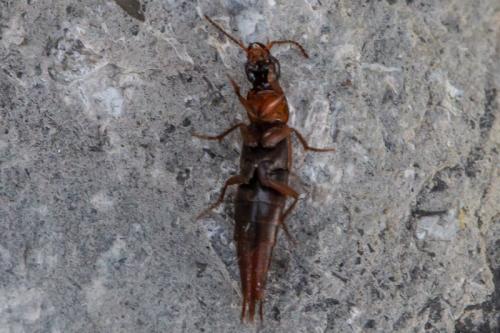 Quedius nigriceps